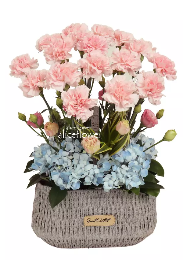 台北當日送花訂花,美麗馨意康乃馨盆花