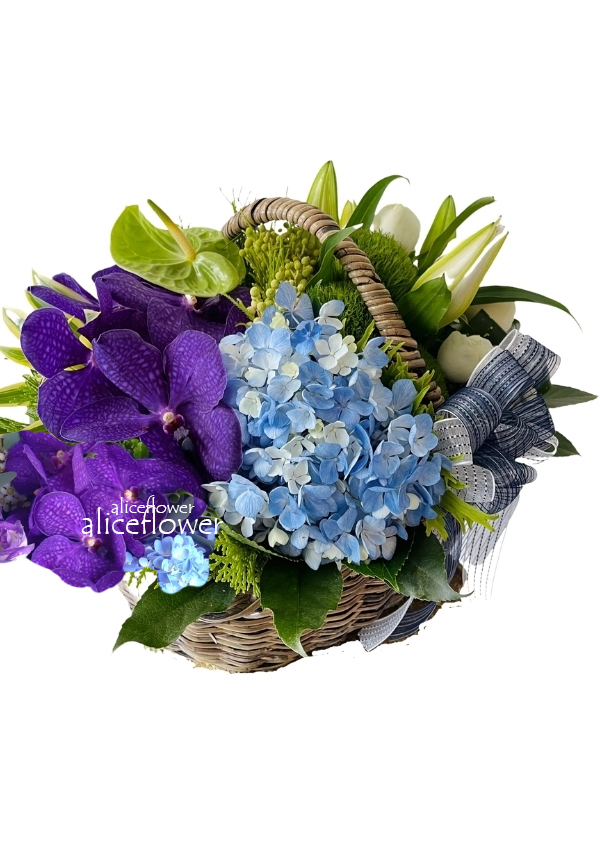 新生兒花禮,藍海情緣盆花