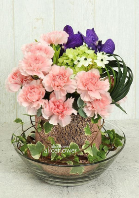 母親節康乃馨花束-進口康乃馨,心有聆馨粉色康乃馨盆花