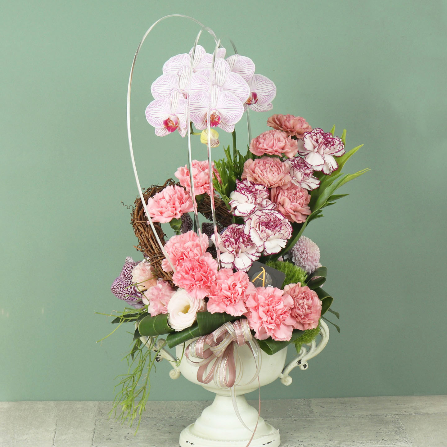 母親節進口康乃馨盆花,粉韻蘭馨雙色康乃馨盆花