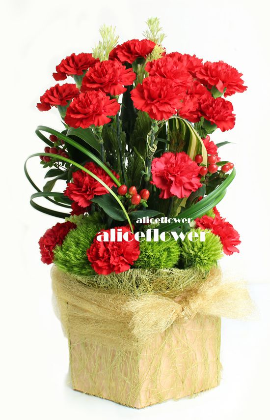 精緻盆花設計,懷恩馨情紅色康乃馨盆花