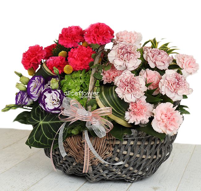 Mother´s Day imported Carnation,Happy Flower