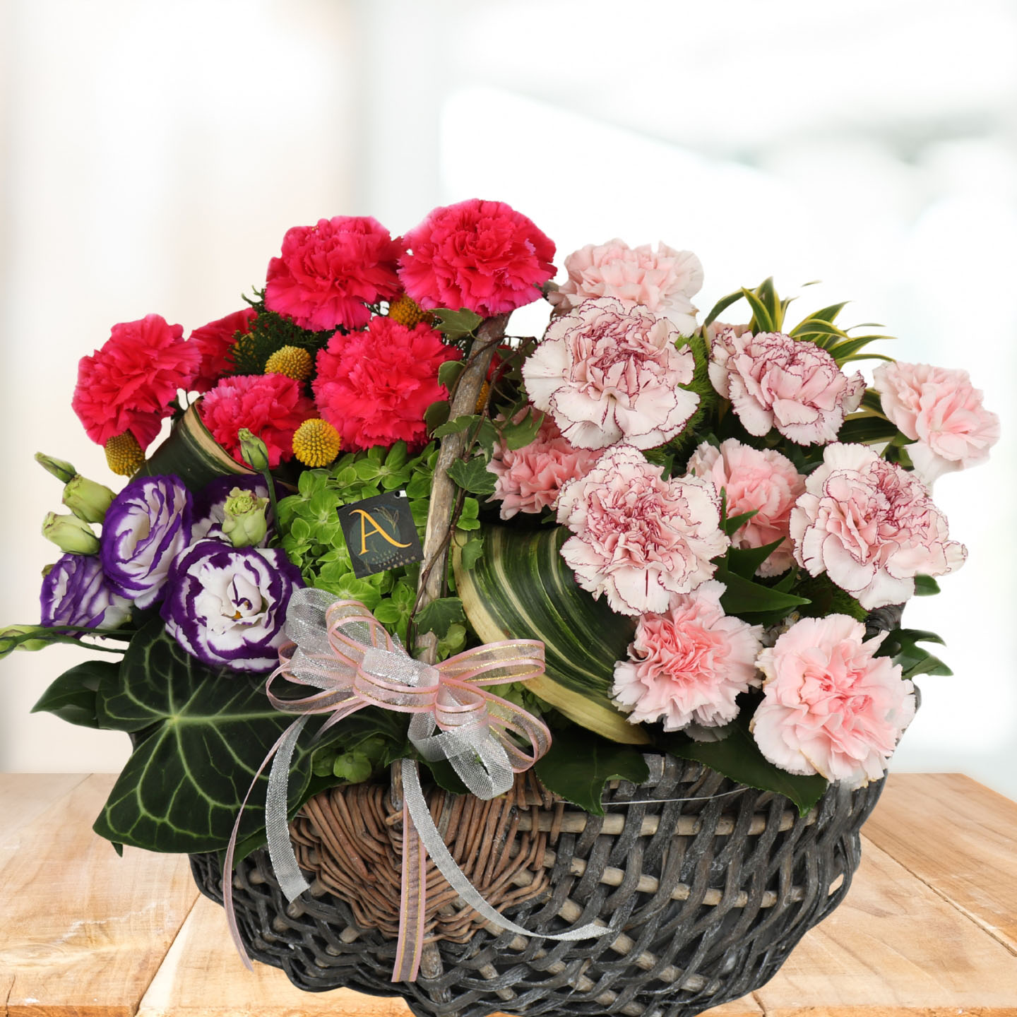 母親節進口康乃馨盆花,幸福花采多色康乃馨盆花