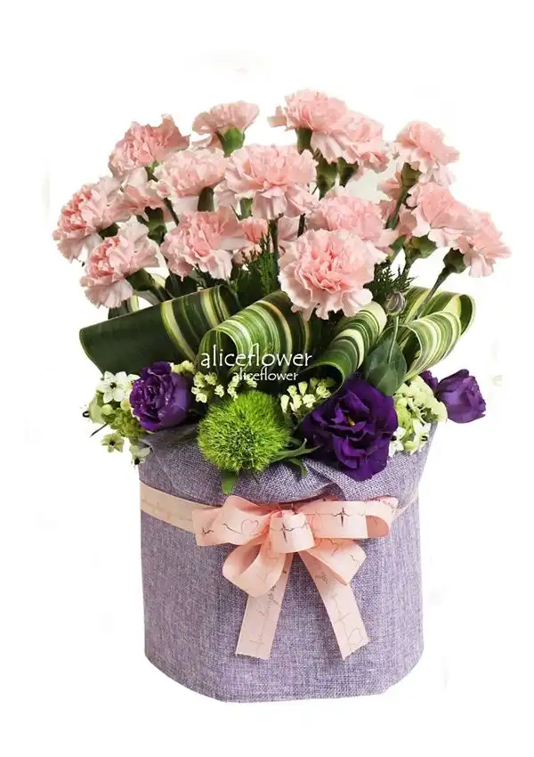 台北當日送花訂花,媽媽咪呀粉色康乃馨盆花