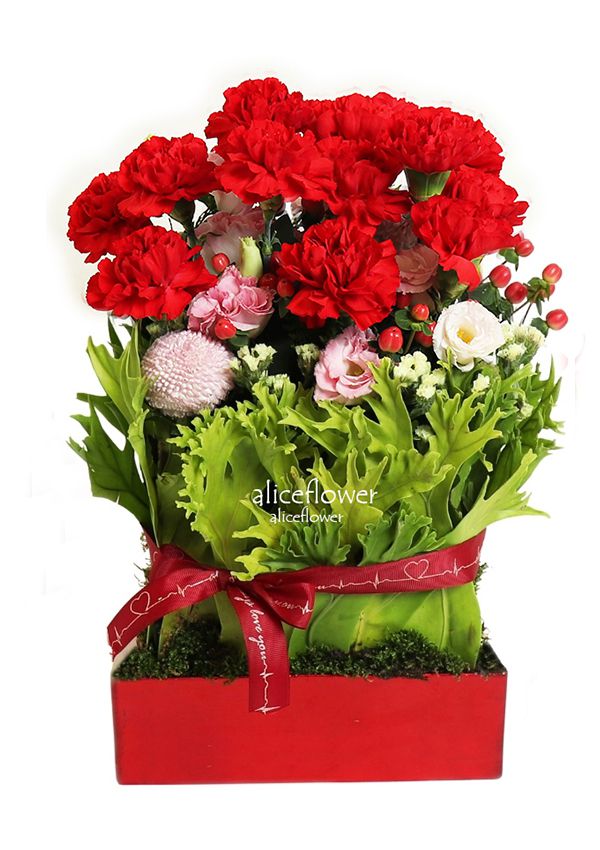 精緻盆花設計,雍容女王紅色康乃馨盆花
