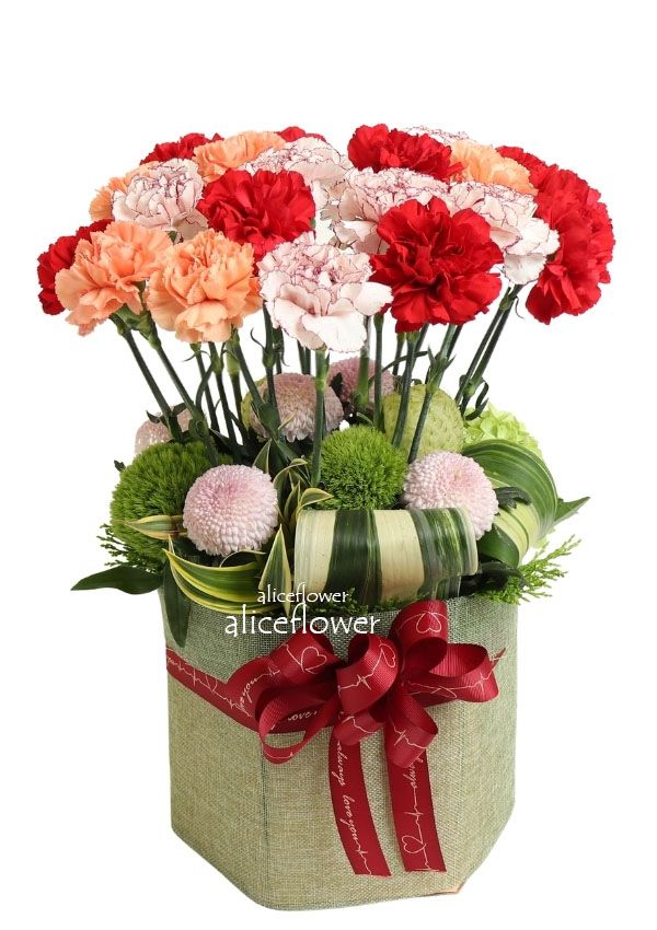 精緻盆花設計,溫馨時刻多色康乃馨盆花