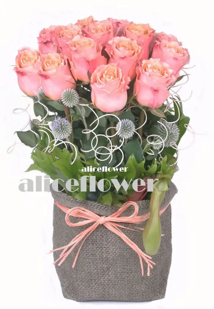 精緻盆花設計,花漾甜心香檳玫瑰盆花