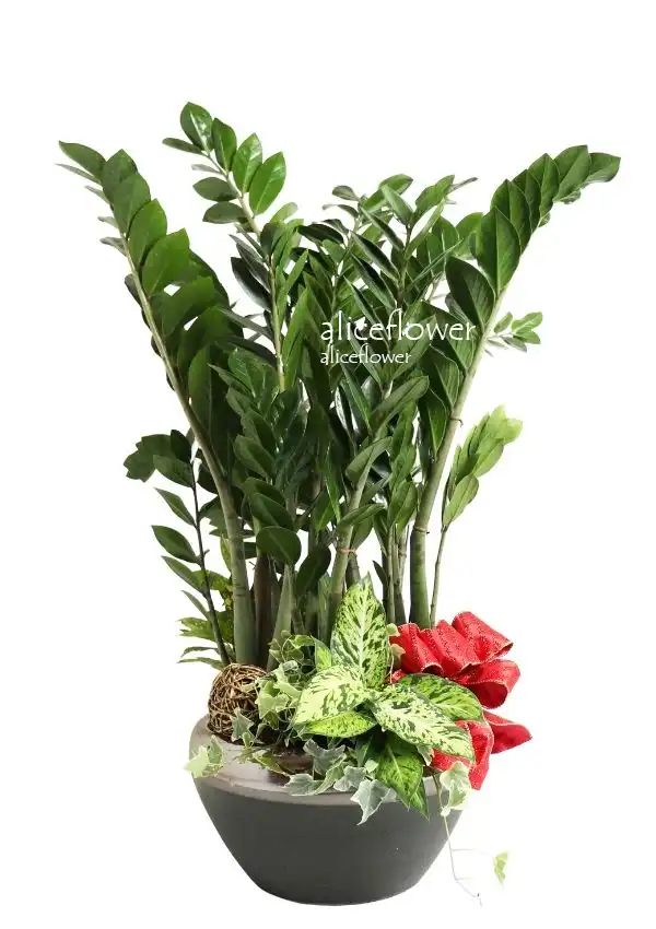 Green Plants-Filthy lucre,Alice florist Taipei, TAiwan..