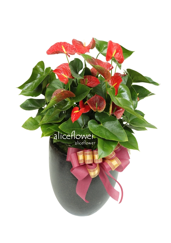 Opening potted plants,Red Flaming plant