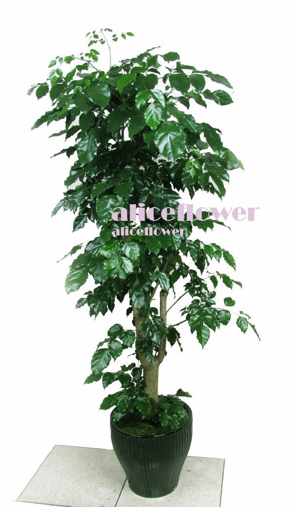 Job Promotion Flowers,Tree Jasmine