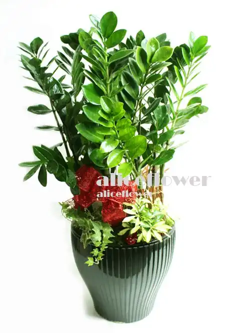 Opening potted plants,Congratulations Plant