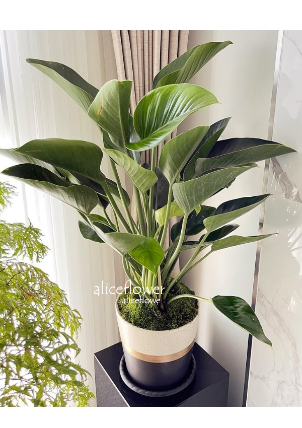 Opening potted plants,Philodendron ´Con-go´ Arrangement