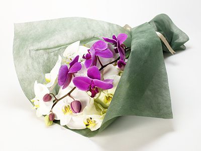 日本,母親節蝴蝶蘭花束