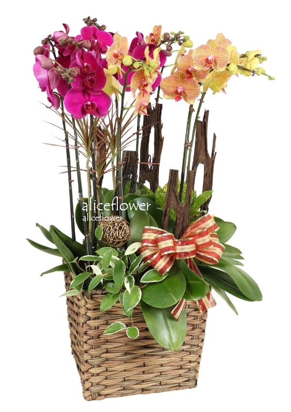 Birthday Orchids Designed,N.Year Celebration