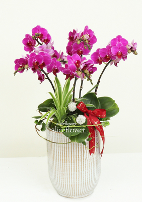 Lunar New Year Orchid,Happy Love or001