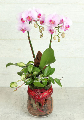 Job Promotion Flowers,Pretty Pink Orchid