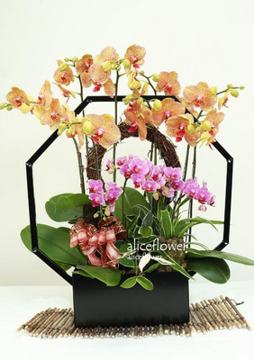 Father´s Day flower & gift,Bobby Orchid