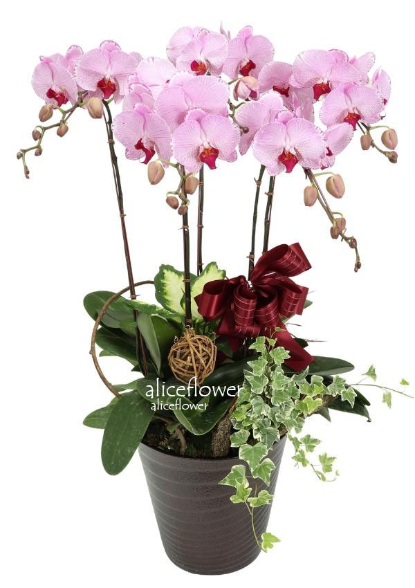 Birthday Orchids Designed,Red Sky