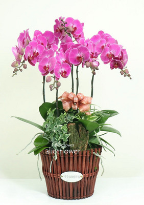 Get Well Flowers,Royal Crown Orchid