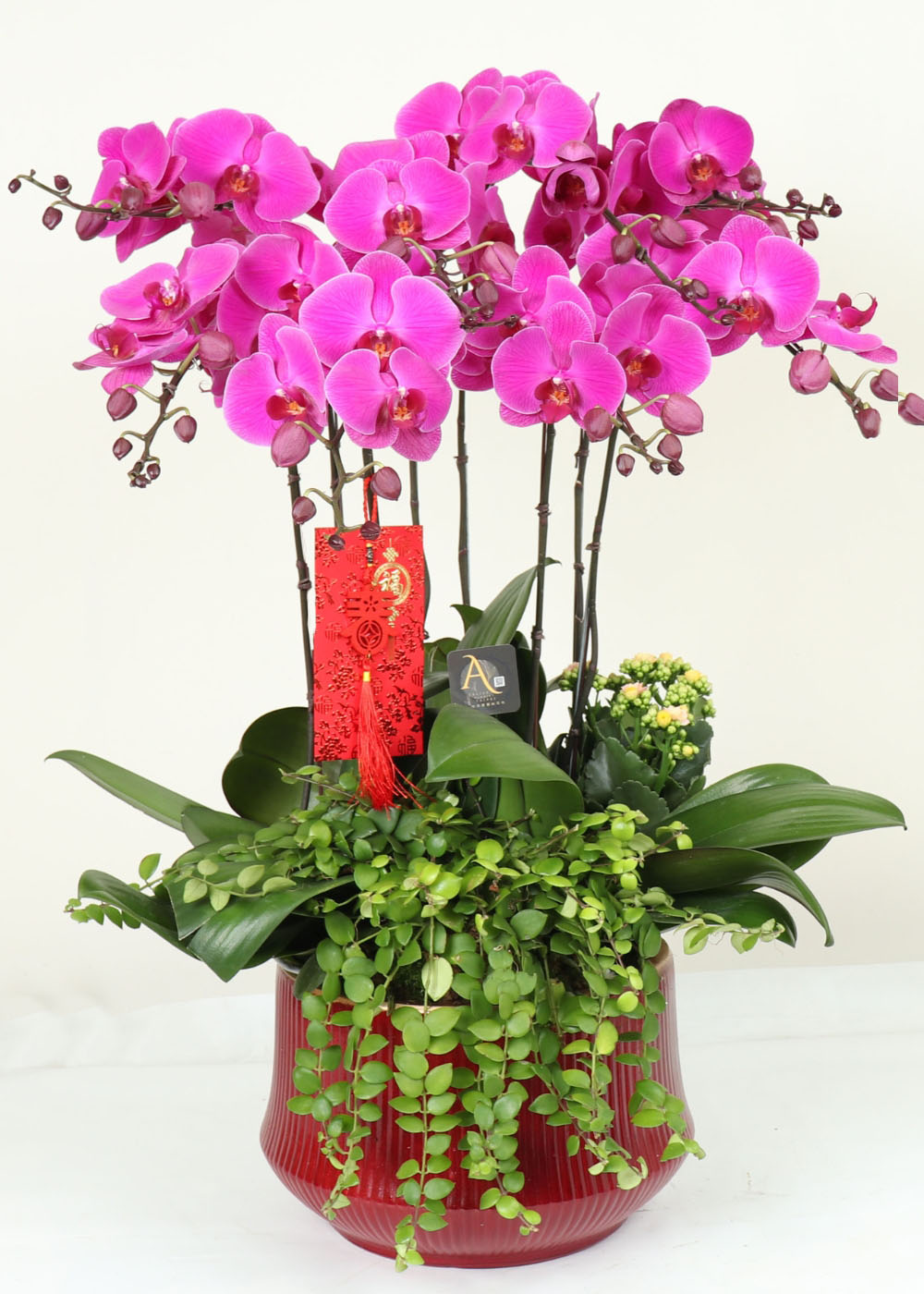 福馨高照紅蝴蝶蘭