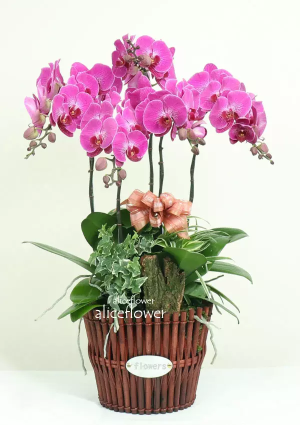 @[Lunar New Year Orchid],Royal Crown Orchid