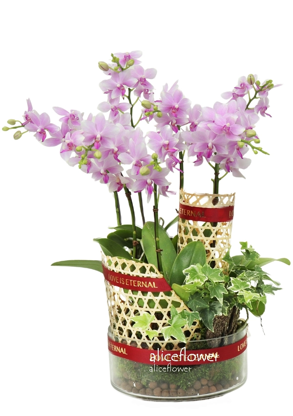 @[Mother´s Day Orchid],Coral  orchid