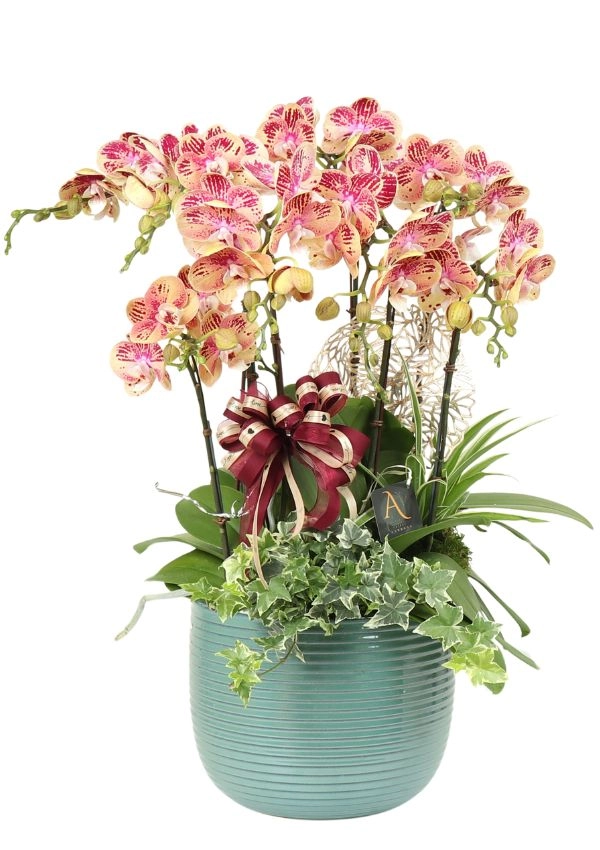 @[Mother´s Day Orchid],Coral  orchid