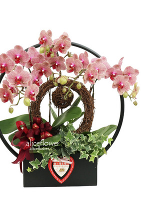 Moon Festival Orchid,Enchantment Orchid