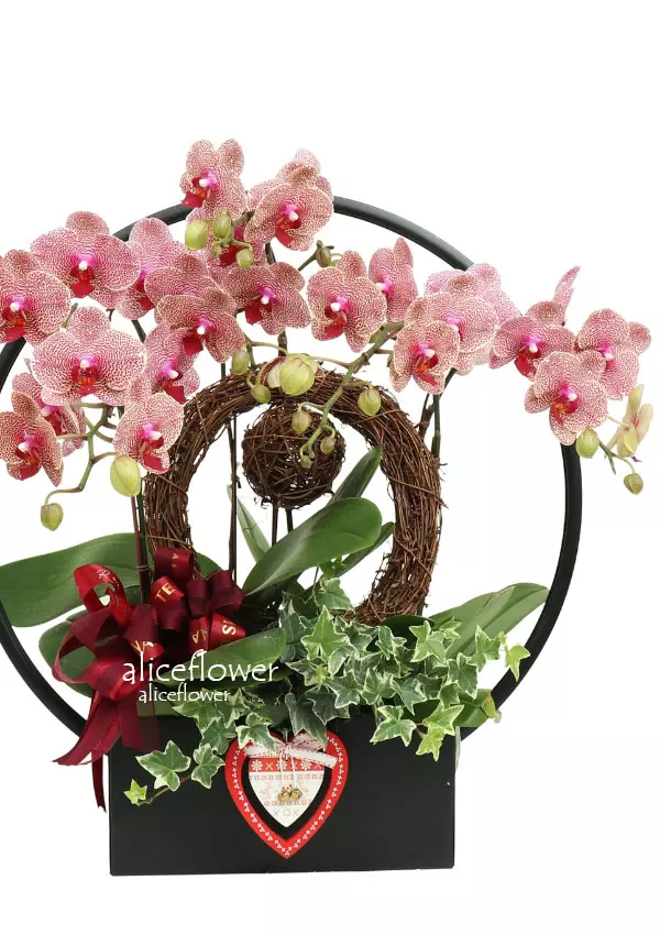 @[Lunar New Year Orchid],Enchantment Orchid