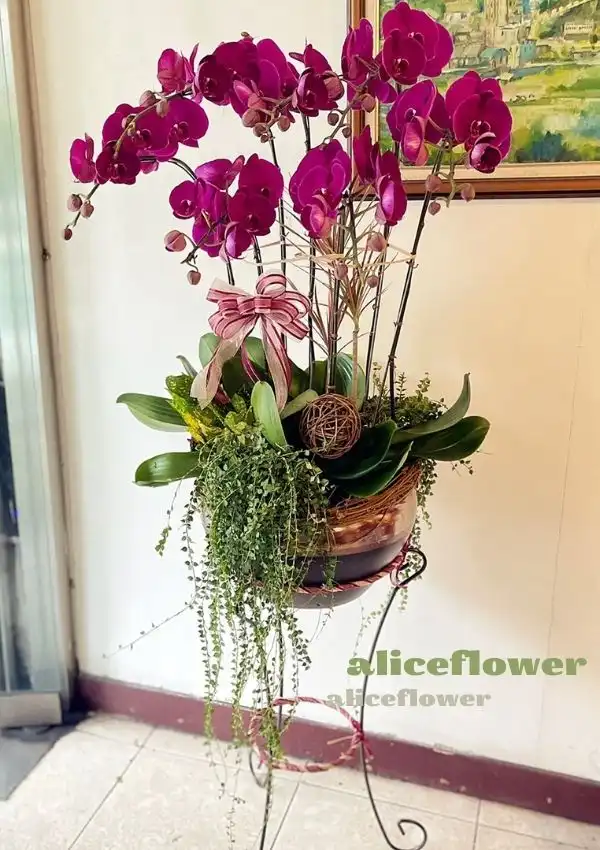 Birthday Orchid,Classic orchid