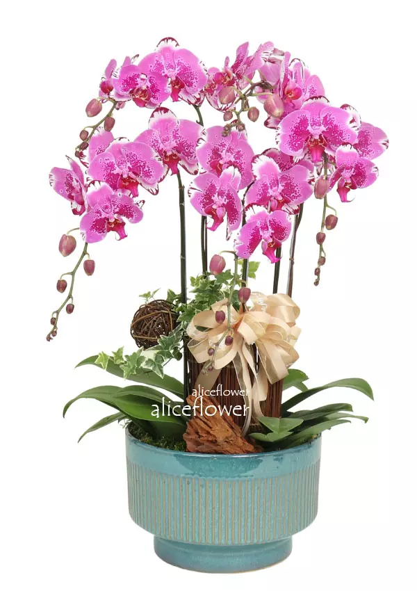 Father’s Day flowers arranged- Colorful cloud Orchid,Alice Florist Taipei, Taiwan.