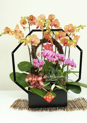 Get Well Flowers,Happy Time  Orchid