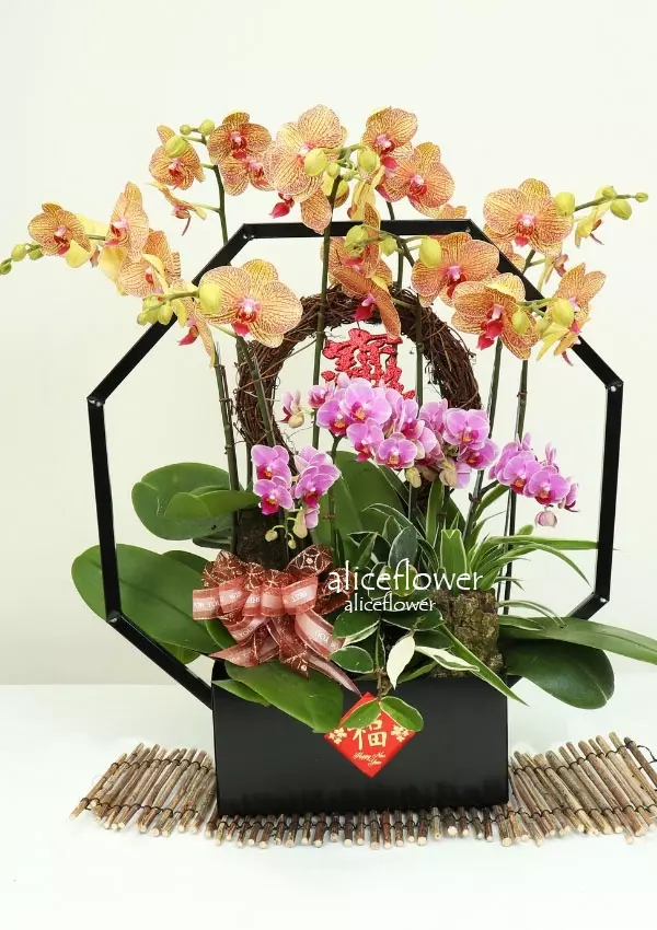 @[Lunar New Year Orchid],Happy Time  Orchid