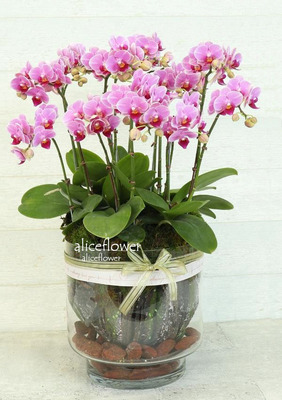 Lunar New Year Orchid,Small Butterfly