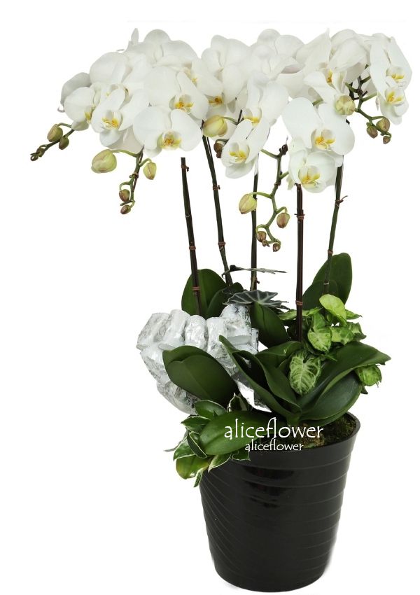 蘭花盆栽組合,白花黃心桌上型蝴蝶蘭
