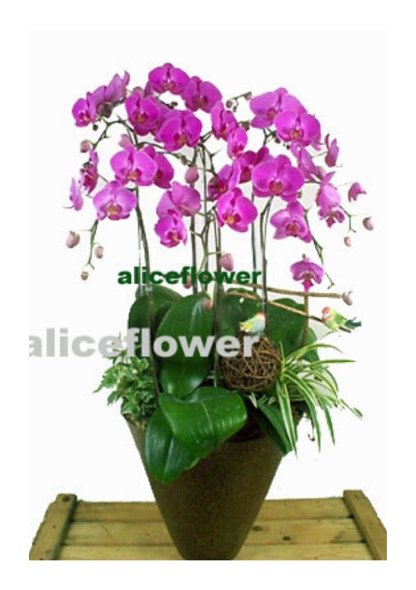 Job Promotion Flowers,Wild Orchids