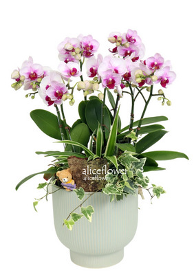 Birthday Orchids Designed,Red Lip Orchid