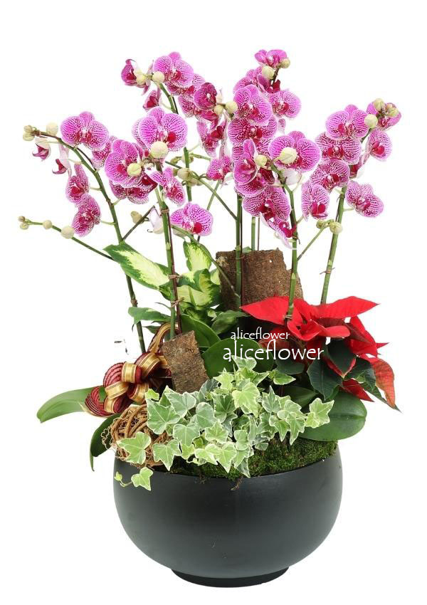 Lunar New Year Orchid,Belle Orchid