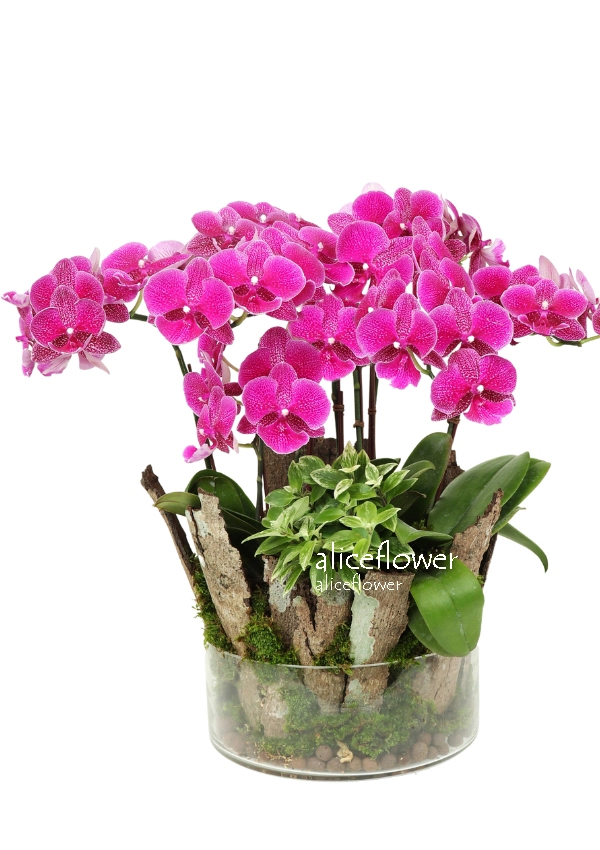 新年春節花禮,胭脂美人蝴蝶蘭