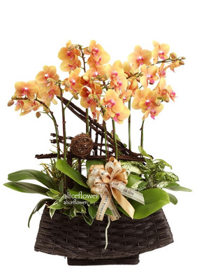 Lunar New Year Orchid,Sunny Bright