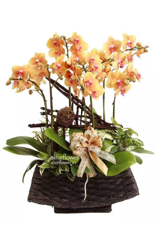 @[Lunar New Year Orchid],Sunny Bright