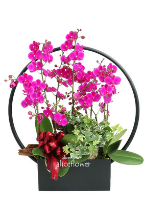 Father´s Day flower & gift,Mini Orchid