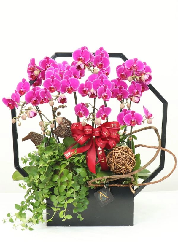 @[Orchid Designed],Mini Orchid