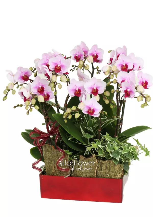 蘭花盆栽組合,彩色百匯蝴蝶蘭