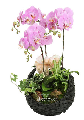 Birthday Orchids Designed,Fendai Princess  Orchid