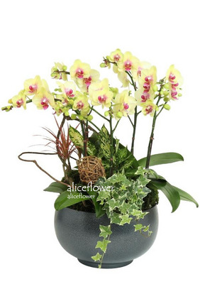 Mother´s Day Orchid,Pretty Mommy