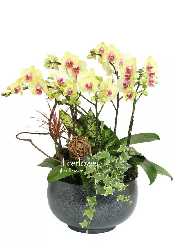 @[Mother´s Day Orchid],Pretty Mommy
