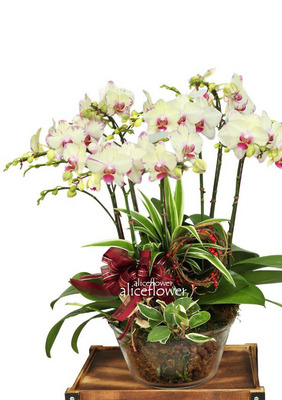 Father´s Day flower & gift,Yellow Reddot Orchid