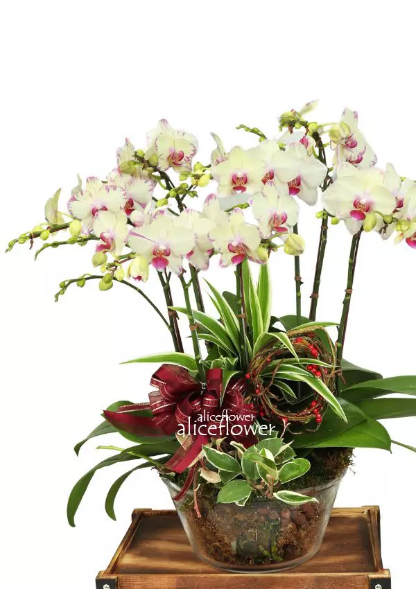 @[Father´s Day flower & gift],Yellow Reddot Orchid