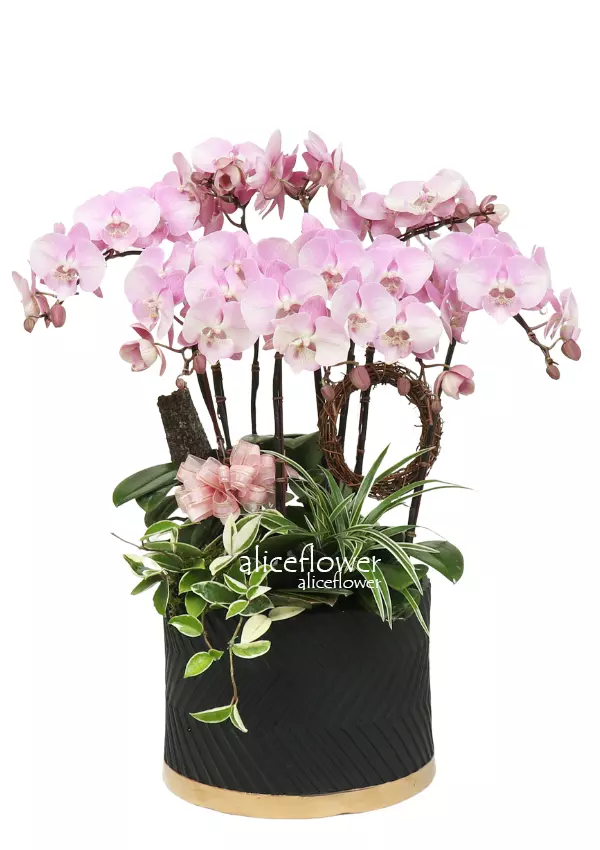 @[Lunar New Year Orchid],Peacock Cheer